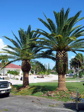 Phoenix canariensis Wholesale Landscape Palm Tree